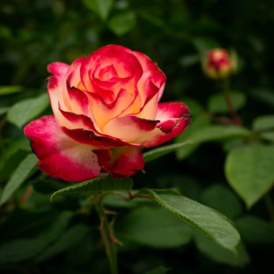 Rosa 'Double Parfume' magastörzsű rózsa