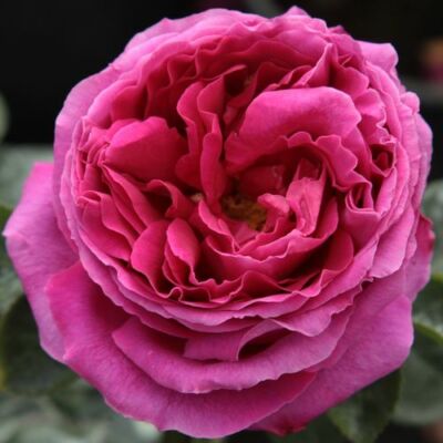 Rosa 'Macbeth™' - rózsaszín - angol rózsa