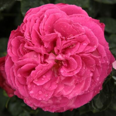 Rosa 'Ausmary' - rózsaszín - angol rózsa