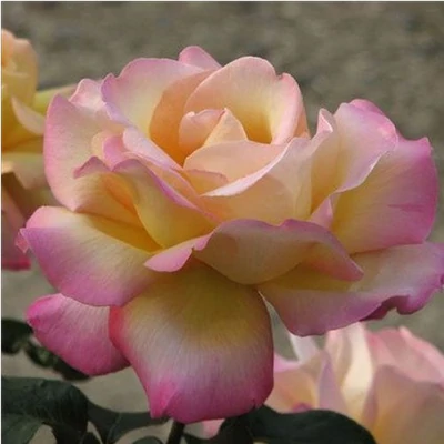 Rosa 'Peace' (syn.: 'Gioia', 'Gloria Dei', 'Madame A. Meilland') - Teahibrid rózsa (sárga-rózsaszín)