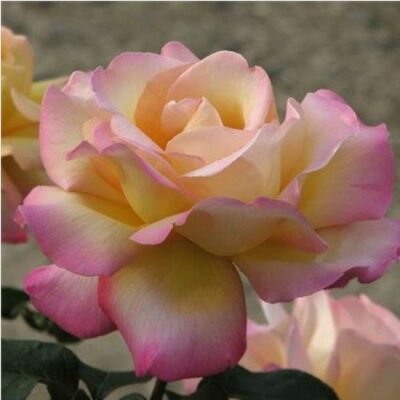 Rosa 'Béke - Peace' - sárga - rózsaszín - teahibrid rózsa