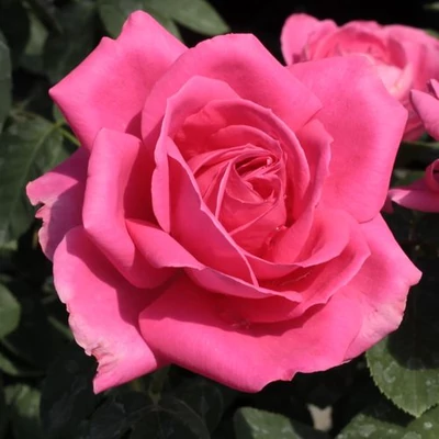 Rosa 'Maria Callas®' - rózsaszín - teahibrid rózsa