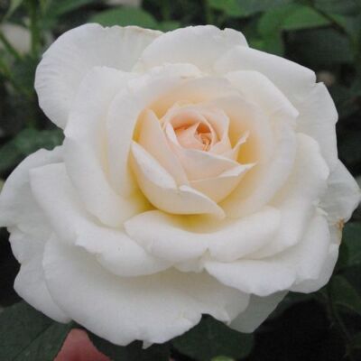 Rosa 'Márton Áron' - fehér - teahibrid rózsa
