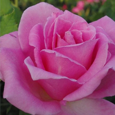 Rosa 'Eiffel Tower' - rózsaszín - teahibrid rózsa