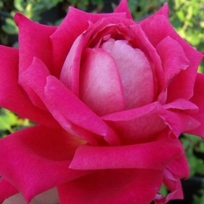 Rosa 'Freiheitsglocke®' - rózsaszín - teahibrid rózsa