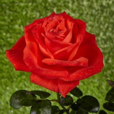 Rosa 'Prominent®' - vörös - virágágyi grandiflora - floribunda rózsa