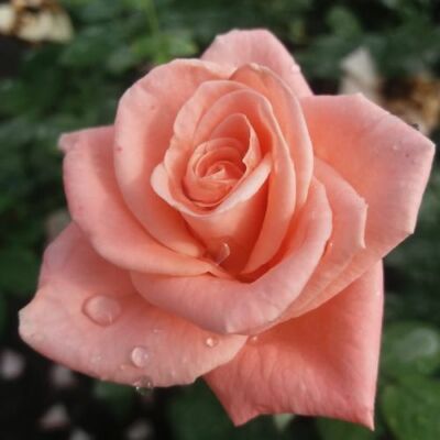 Rosa 'Bettina™ 78' - rózsaszín - teahibrid rózsa