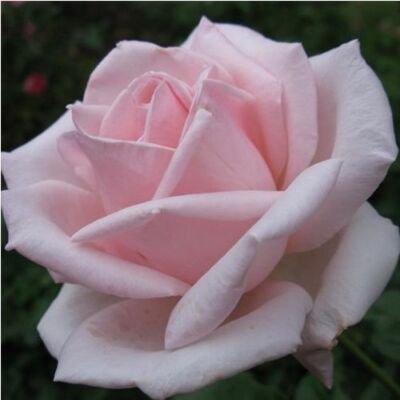 Rosa 'Königlicht Hoheit' - rózsaszín - teahibrid rózsa