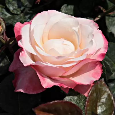 Rosa 'La Garçonne' - fehér - vörös - teahibrid rózsa