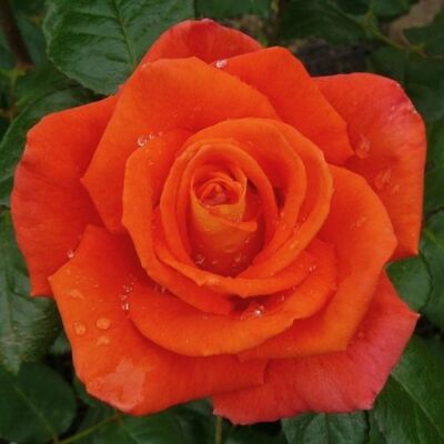 Rosa 'Monica®' - narancssárga - teahibrid rózsa