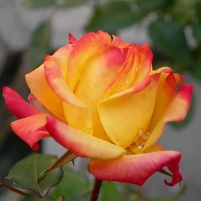 Rosa 'Piccadilly' - vörös - sárga - teahibrid rózsa