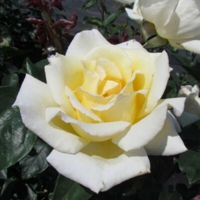 Rosa 'Big Ben™' - sárga - climber, futó rózsa