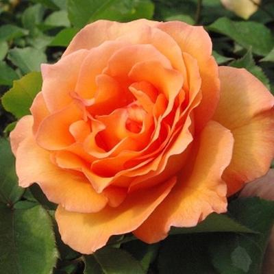 Rosa 'Ariel' - narancssárga - teahibrid rózsa