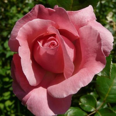 Rosa 'Queen Elizabeth' - rózsaszín - virágágyi grandiflora - floribunda rózsa