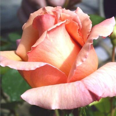 Rosa 'Tiffany' - rózsaszín - teahibrid rózsa