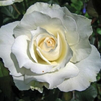 Rosa 'White Swan' - fehér - teahibrid rózsa