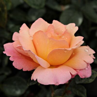 Rosa 'Animo' - narancssárga - virágágyi floribunda rózsa