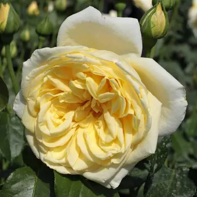 Rosa 'Casino' - sárga - climber, futó rózsa