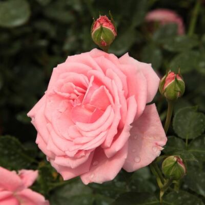 Rosa 'Coral Dawn' - rózsaszín - climber, futó rózsa