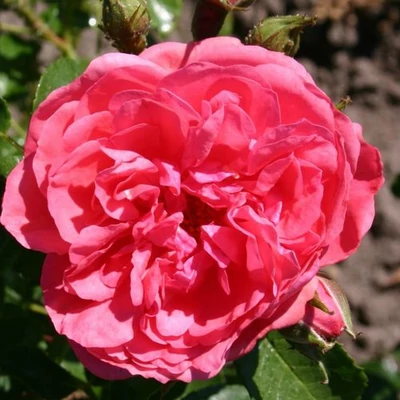 Rosa 'Rosarium Uetersen®' - rózsaszín - climber, futó rózsa