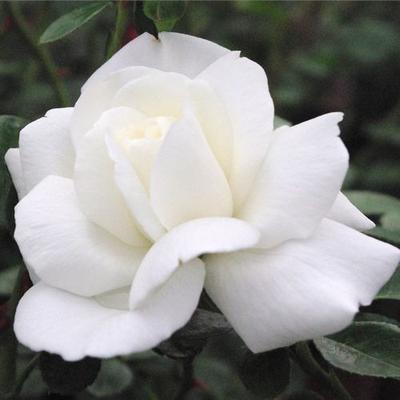 Rosa 'Ida Klemm' - fehér - rambler, kúszó rózsa