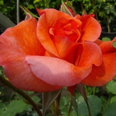 Rosa 'Gypsy Dancer' - narancssárga - parkrózsa