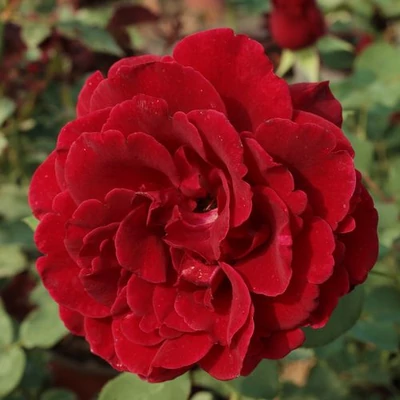 Rosa 'Don Juan' - vörös - climber, futó rózsa