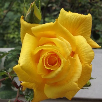 Rosa 'Royal Gold' - sárga - climber, futó rózsa