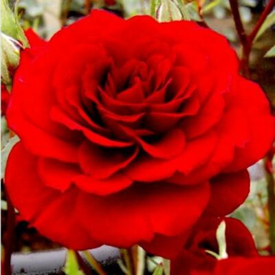 Rosa 'Lollipop™' - vörös - törpe - mini rózsa