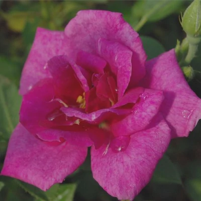 Rosa 'Blue Peter™' - lila - törpe - mini rózsa