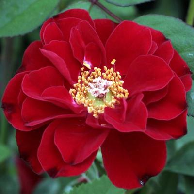 Rosa 'Fekete István' - vörös - törpe - mini rózsa