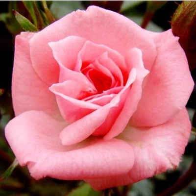 Rosa 'Rennie's Pink™' - rózsaszín - törpe - mini rózsa