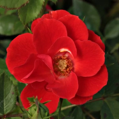 Rosa 'Tara Allison™' - vörös - törpe - mini rózsa