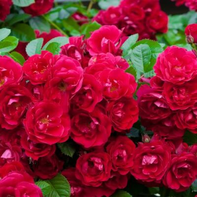 Rosa 'Fairy Dance' - vörös - virágágyi polianta rózsa
