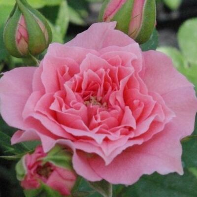 Rosa 'Moana™' - rózsaszín - törpe - mini rózsa