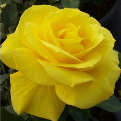 Rosa 'Friesia®' - sárga - virágágyi floribunda rózsa