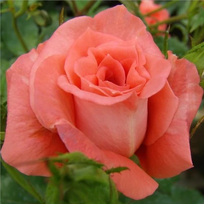 Rosa 'Diamant®' - narancssárga - virágágyi floribunda rózsa