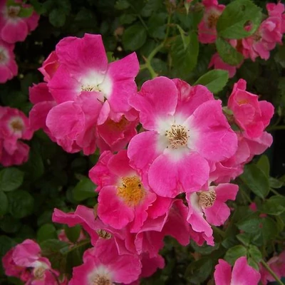 Rosa 'American Pillar' - rózsaszín - rambler, kúszó rózsa