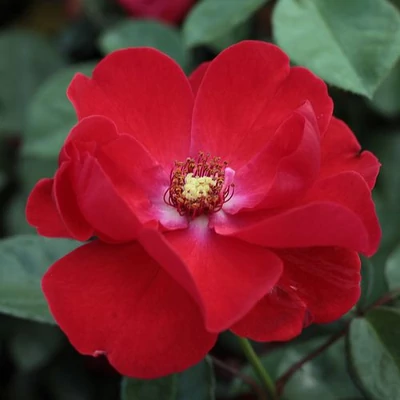 Rosa 'Paprika™' - vörös - virágágyi floribunda rózsa