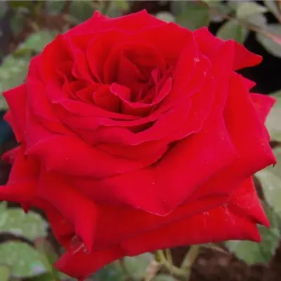 Rosa 'Hansestadt Lübeck®' - vörös - virágágyi floribunda rózsa