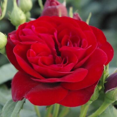 Rosa 'Dalli Dalli®' - vörös - virágágyi floribunda rózsa