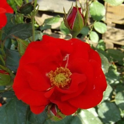 Rosa 'Fred Loads™' - vörös - virágágyi floribunda rózsa