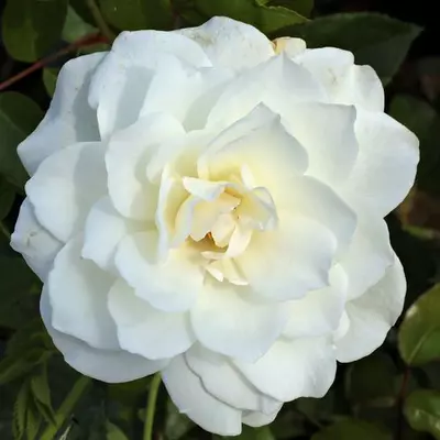 Rosa 'Schneewittchen®' - fehér - parkrózsa
