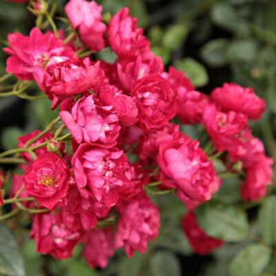Rosa 'Ännchen Müller' - rózsaszín - talajtakaró rózsa