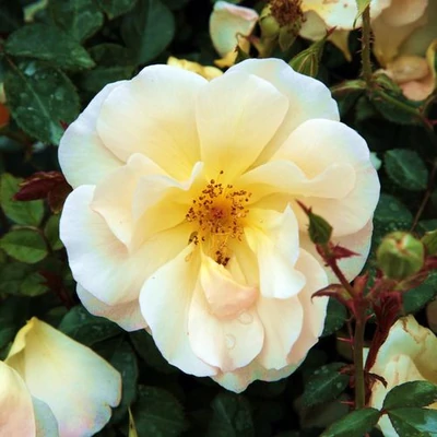 Rosa 'Pimprenelle™' - sárga - talajtakaró rózsa