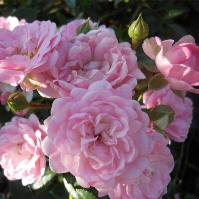 Rosa 'The Fairy' - rózsaszín - talajtakaró rózsa