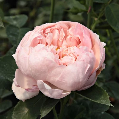Rosa 'Auswonder' - rózsaszín - angol rózsa