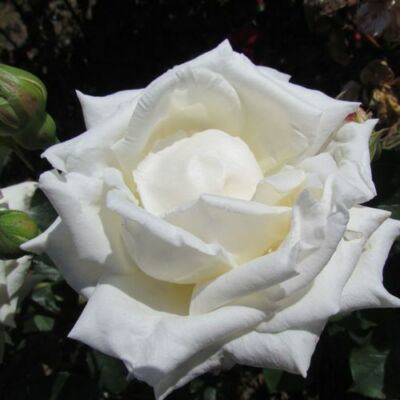 Rosa 'Champagne Celebration™' - fehér - teahibrid rózsa