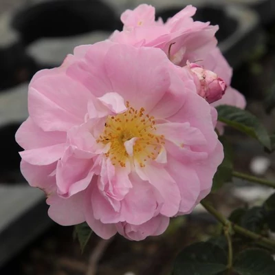 Rosa 'Celsiana' - rózsaszín - történelmi - damaszkuszi rózsa