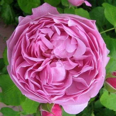 Rosa 'Charles Rennie Mackintosh' - rózsaszín - angol rózsa